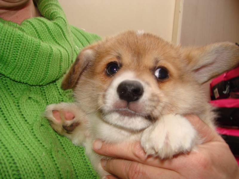 Puppies